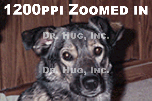 Animated GIF of the same 35mm negative scanned at 1200ppi and 2400ppi and zoomed in to show to difference in resolution quality.