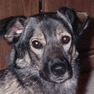 Photo of a dog in normal view, you can't see the pixels.